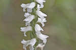 Nodding lady's tresses